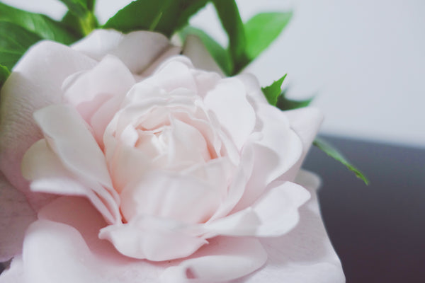 Côte Noire Perfumed Pink English Roses in Clear Glass - Ivory